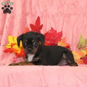 Marigold, Boston Terrier Mix Puppy